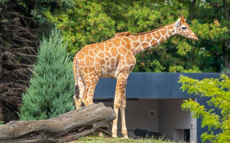 wrocław zoo